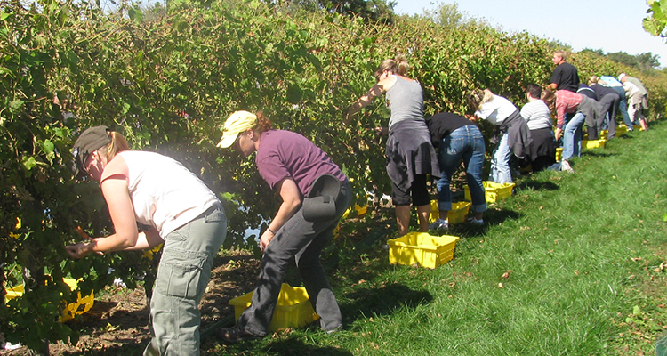 Canon River Winery Fall Harvest Canon River Winery Fall Harvest