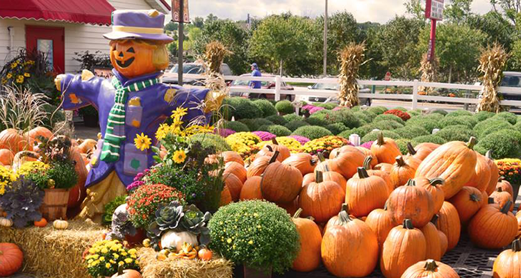 Gertens Pumpkin Fest Gertens Pumpkin Fest