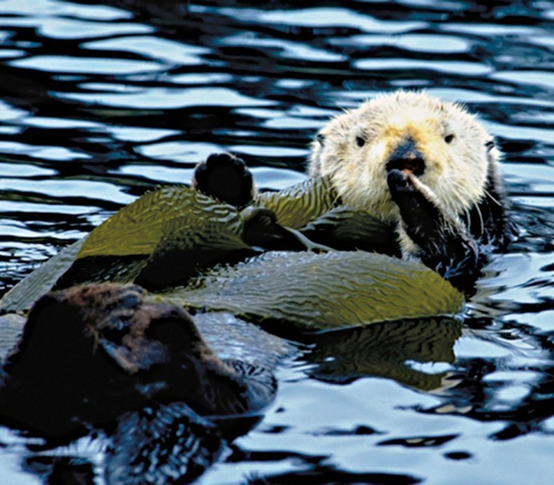 Minnesota Zoo